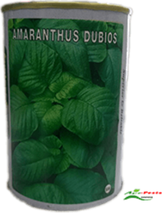 Picture of Amaranthus Dubios