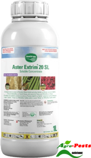 Picture of Aster Extrim