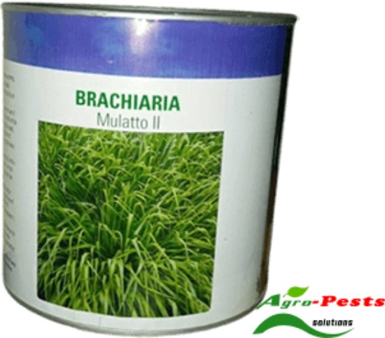 Picture of Brachiaria Mulatto 11