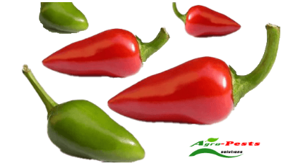 Picture of Bullet Chilli