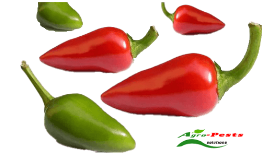 Picture of Bullet Chilli