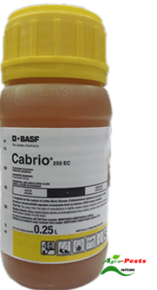 Picture of Cabrio
