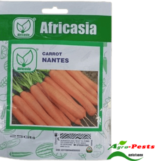 Picture of Carrot Nantes Africasia