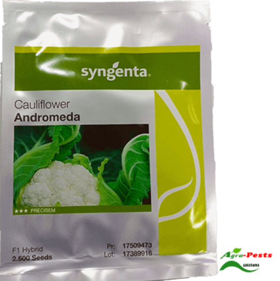 Picture of Cauliflower Andromeda