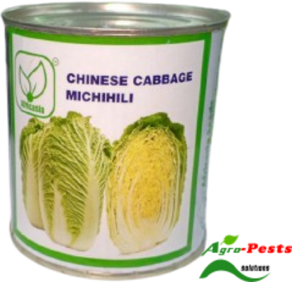 Picture of Chinese Cabbage Michihili