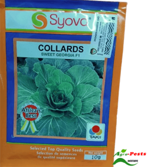 Picture of Collards Sweet Georgia F1