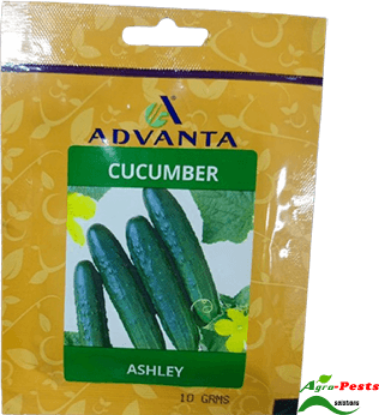 Picture of Cucumber Ashley Advanta