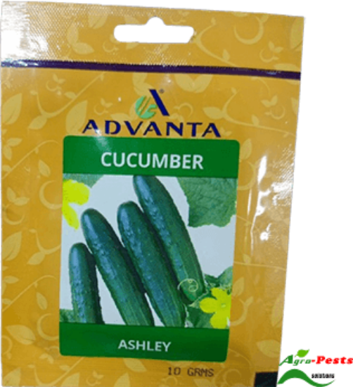 Picture of Cucumber Ashley Advanta
