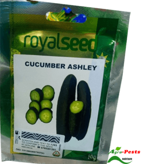 Picture of Cucumber Ashley Royal