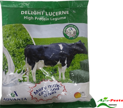 Picture of Delight Lucern