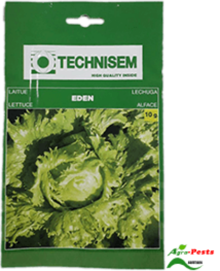 Picture of Eden Lettuce