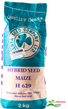 Picture of H 629 Maize
