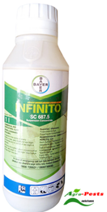 Picture of Infinito