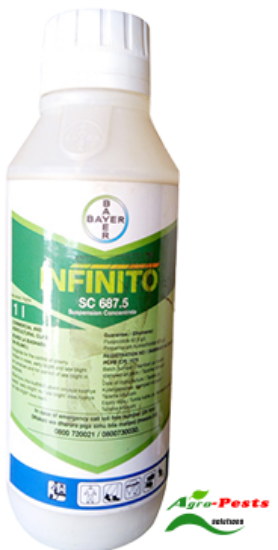 Picture of Infinito