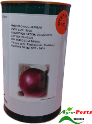 Picture of Jambar F1 Onion