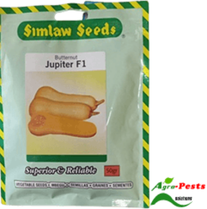 Picture of Jupiter F1 Butternut