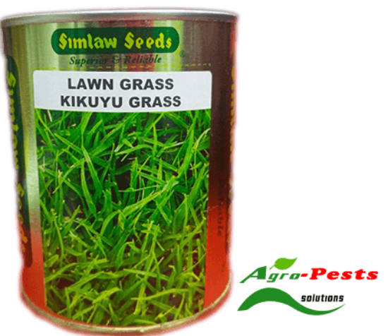 Picture of Kikuyu Lawn Grass