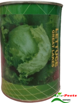 Picture of Lettuce Great Lakes