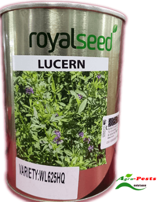 Picture of Lucern Royal Seed