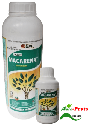 Picture of Macarena