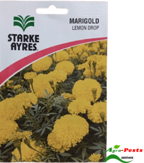 Picture of Marigold Lemon Drop