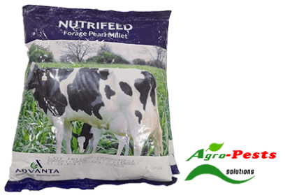 Picture of Nutrifeed forage sorghum