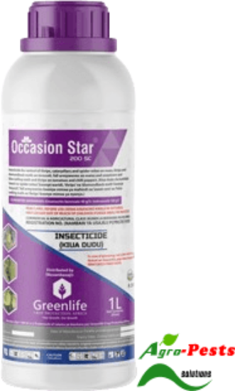 Picture of Occasion Star