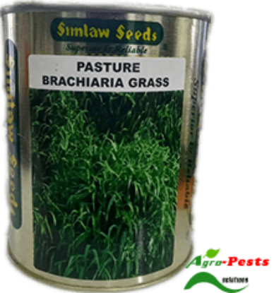 Picture of Pasture Brachiaria Grass