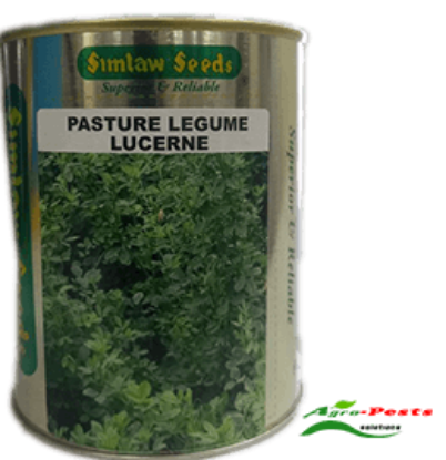 Picture of Pasture Legume Lucerne