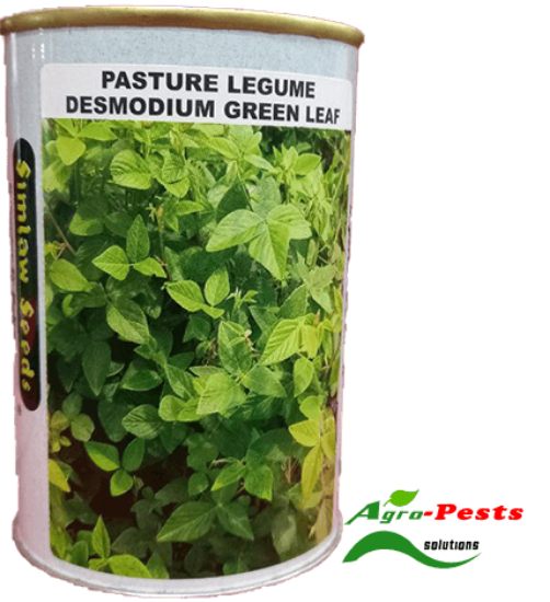 Picture of Pasture Lugume Desmodium Green Leaf