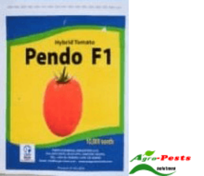 Picture of Pendo tomato