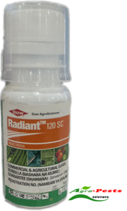 Picture of Radiant