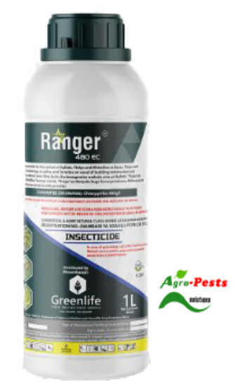 Picture of Ranger