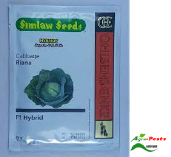 Picture of Riana Cabbage