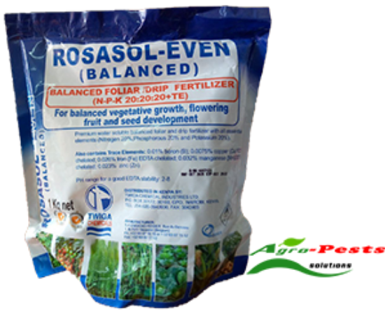 Picture of Rosasol Even