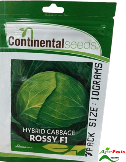 Picture of Rossy F1 Cabbage