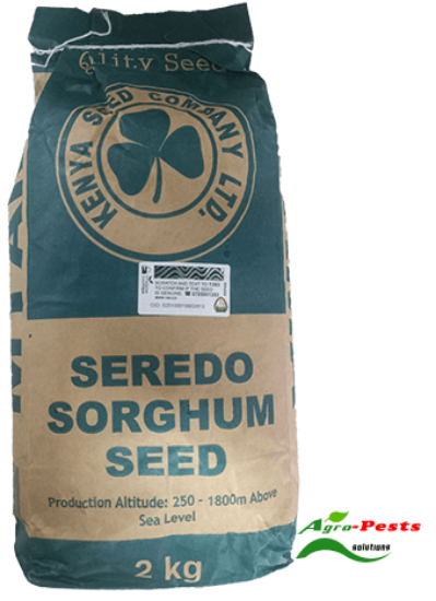 Picture of Seredo Sorghum