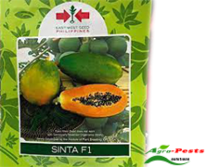 Picture of Sinta F1