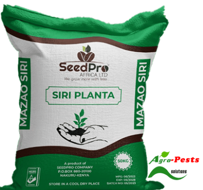 Picture of Siri Planta
