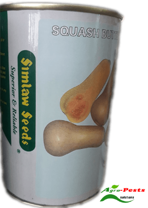Picture of Squash Butternut