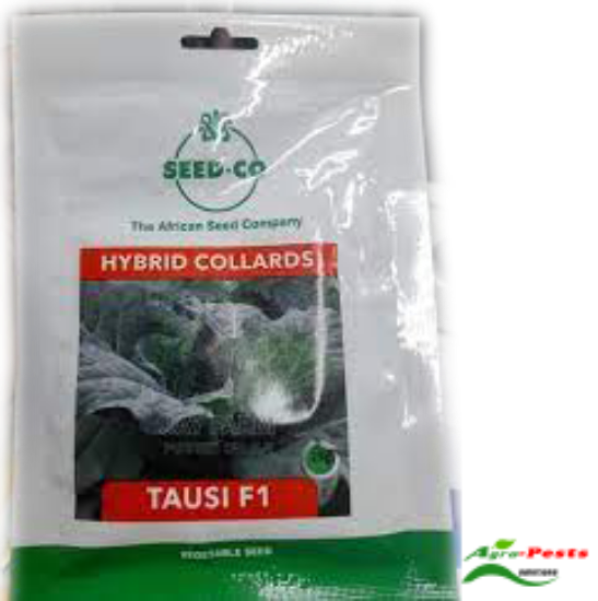 Picture of Tausi F1 Collards