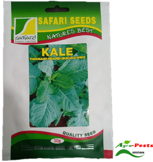 Picture of Thousand headed safari seeds