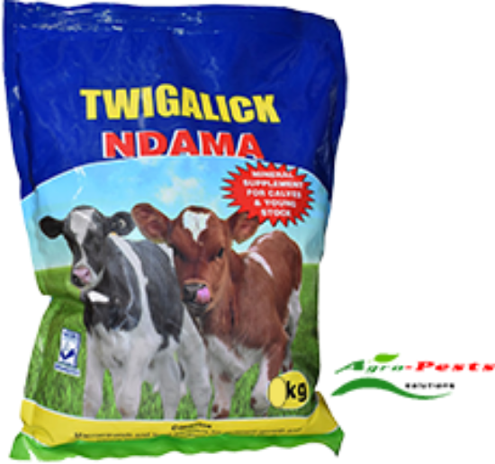 Picture of Twigalick Ndama