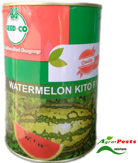Picture of Watermelon Kito F1