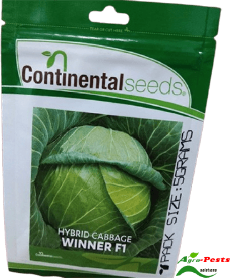 Picture of Winner F1 Cabbage
