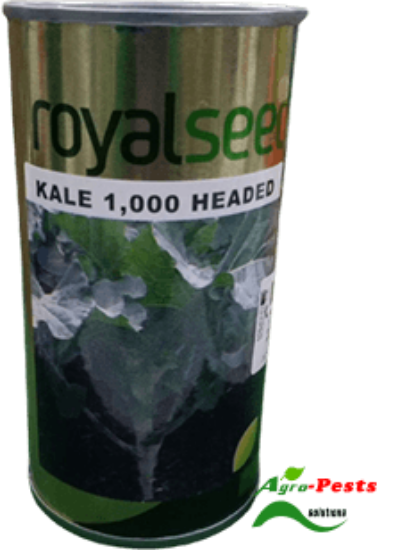 Picture of 1,000 Headed Kale Royal seed